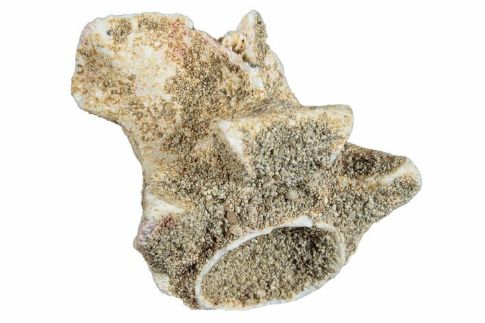 Fossil Sea Snake (Palaeophis) Vertebra - Morocco #277547